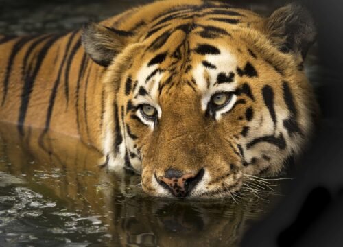 Wildlife and Nature Tours